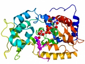 proteinas-2